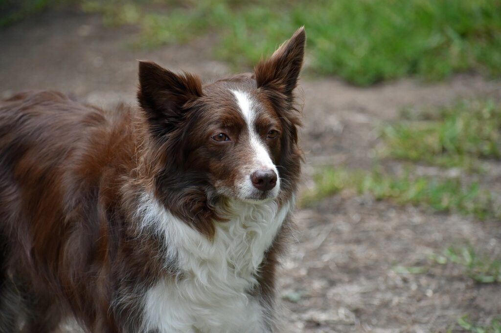 border collie, dog, wallpaper 4k-9200696.jpg